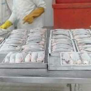 Frozen Climping Perch / Koi - Image 3