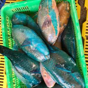 Frozen Parrot Fish by  Excellent Food International (EFI) Co., Ltd 
