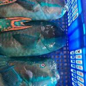 Frozen Parrot Fish - Image 3
