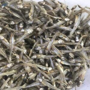 Dried Anchovy by  Excellent Food International (EFI) Co., Ltd 