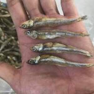 Dried Anchovy - Image 2