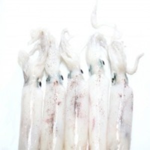 Frozen Squid by  Siam Canadian Foods Co., Ltd. 