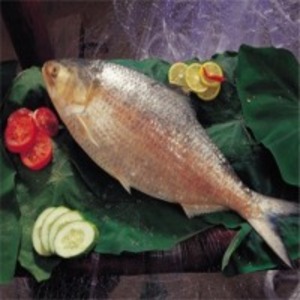 Hilsa Fish by  Siam Canadian Foods Co., Ltd. 