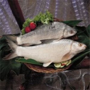 Mrigal Fish by  Siam Canadian Foods Co., Ltd. 