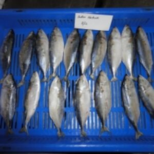  Indian Mackerel 