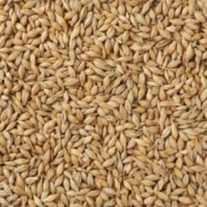 Barley by  Alex - Group Ltd 