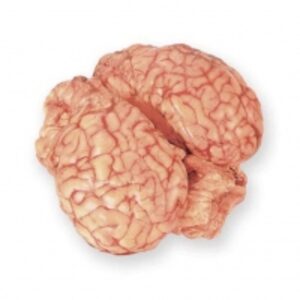  Brain 