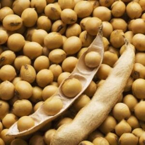 Soybean Seeds Non Gmo by  Alex - Group Ltd 