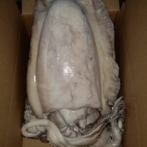 Cuttlefish by Aicha International Llc