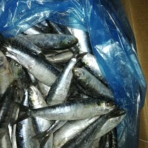  Sardines Fish 