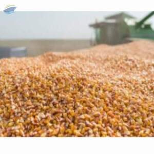  Dry Fallen Corn Kernels  by  PT Bintang Perkasa Corporation 