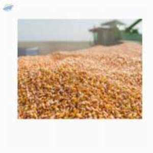  Dry Fallen Corn Kernels  - Image 2