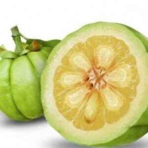 Garcinia Cambogia by  Shri Ahimsa Mines And Minerals Ltd 