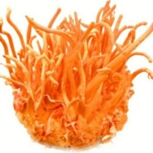  Pure Cordyceps Sinensis Dry 