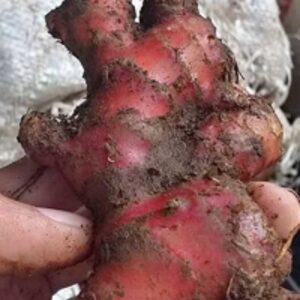 Red Ginger by  PT Adzta Jaya Abadi 