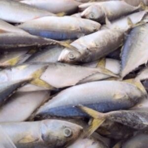  Frozen Indian Mackerel 