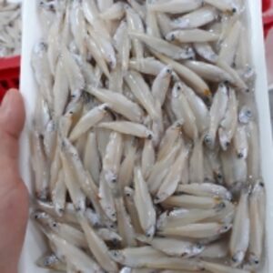 Frozen River Anchovy Fish by  Hung Thinh Long Xuyen Company Limited 