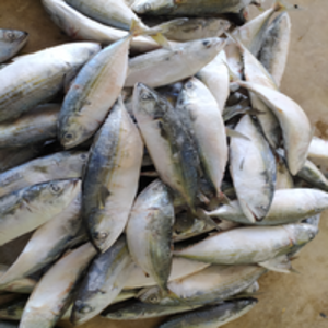 Frozen Indian Mackerel