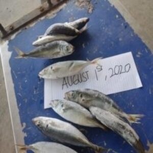 Frozen Scad Mackerel