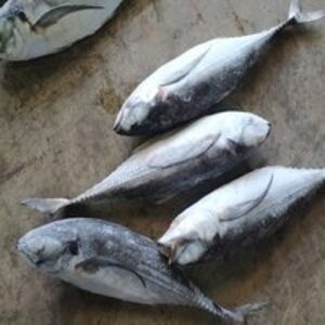 Frozen Horse Mackerel