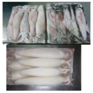 Frozen Whole Squid