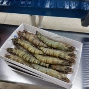  Frozen Asc And Organic Extensive Black Tiger 