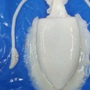 Frozen Cuttle Fish Whole Cleaned by  Amigo Sea Food Co 