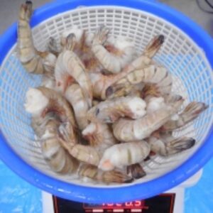 Frozen Black Tiger Hlso by  Amigo Sea Food Co 