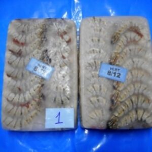  Frozen Black Tiger Hlso  by  Amigo Sea Food Co 