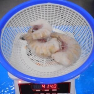 Frozen Iqf Shrimps by  Amigo Sea Food Co 