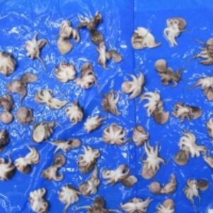 Frozen Octopus by  Amigo Sea Food Co 