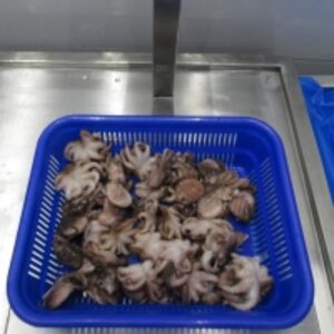 Frozen Octopus by  Amigo Sea Food Co 