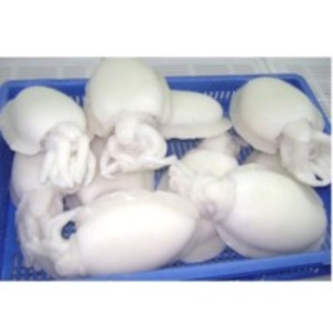 Cuttle Fish by  PT. Agromina Wicaksana 