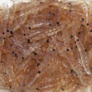  Antarctic Krill (Euphausia Superba) 