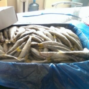  Chilean Silverside (Odontesthes Regia) 