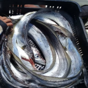 Ribbon Fish (Trichiurus Lepturus) by  Boni Seafood Inc 