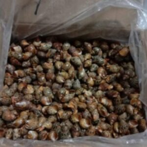 resources of Tiger Snail exporters