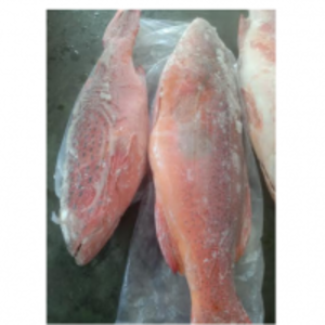 Frozen Fish by  Marina Seafood 