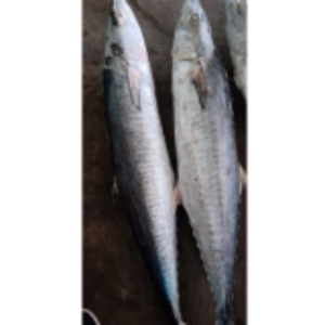 resources of Frozen Fish exporters