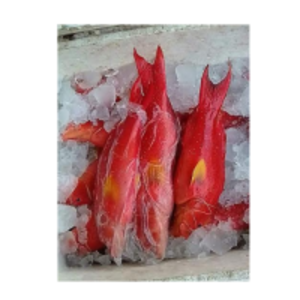 Frozen Fish by  Marina Seafood 