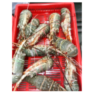 Raw Lobster Green by  Aljunaid Seafood Enterprises 