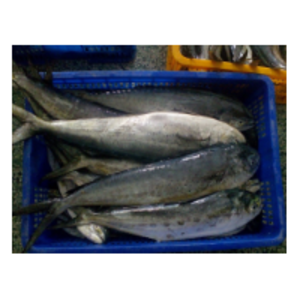  Mahi Mahi Whole Fish  by  Aljunaid Seafood Enterprises 