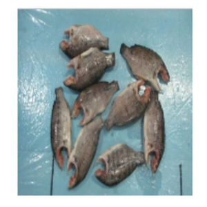  Tilapia Mooncut Clean 