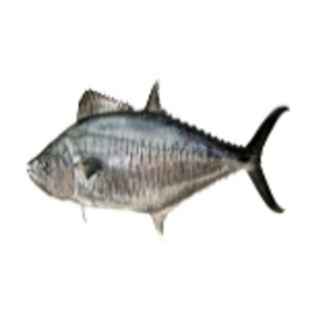 Surmai Fish by  Aljunaid Seafood Enterprises 