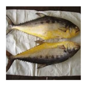 Queen Fish by  Aljunaid Seafood Enterprises 