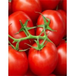 Tomatoes by  Eldeeb For Import & Export 
