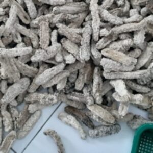  Dried Sea Cucumber 