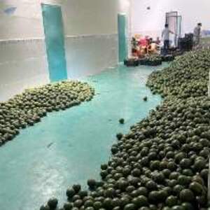 Frozen Avocado - Image 2