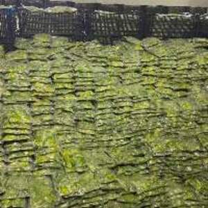 Frozen Avocado - Image 3