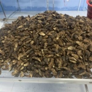 Dried Noni Fruit by Huvy Export Import Co., Ltd.